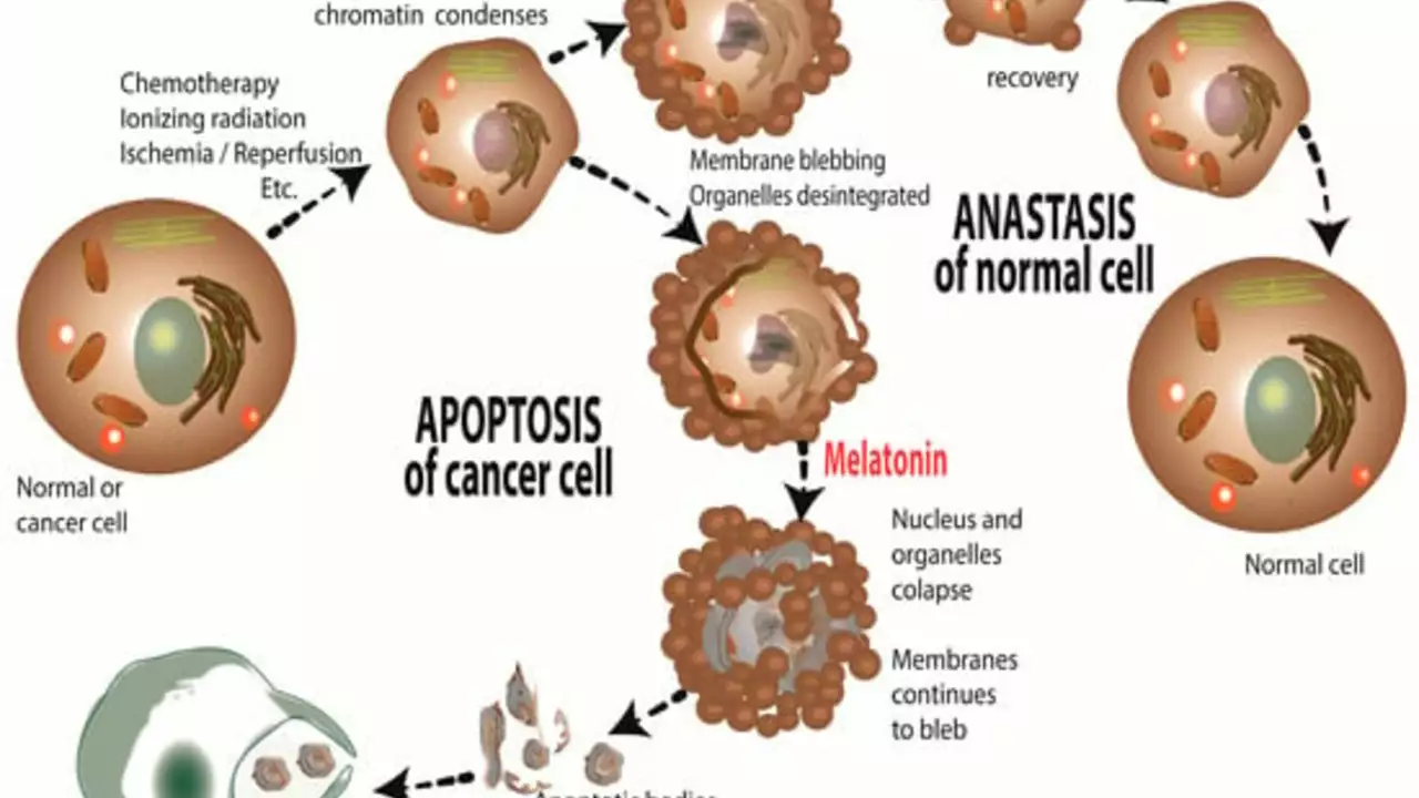 Melatonin and Autophagy: Can It Help with Cellular Cleansing?