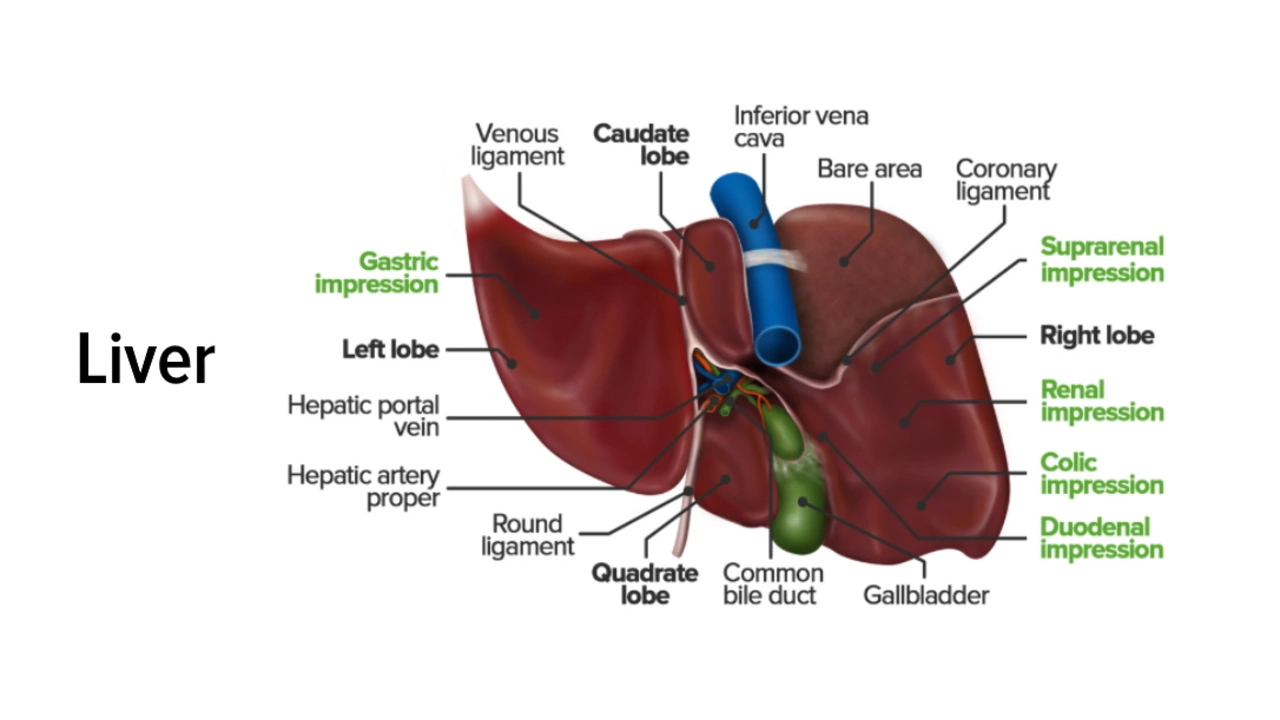 Melphalan and the Liver: Understanding Hepatic Toxicity and Management Strategies